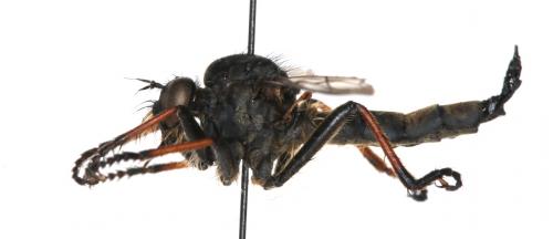 Neoitamus cyanurus